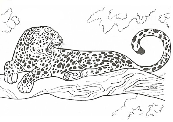 Раскраска леопард