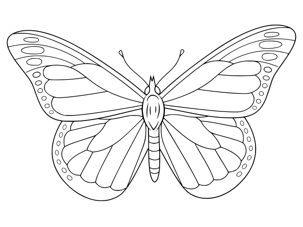 Раскраска "бабочки"