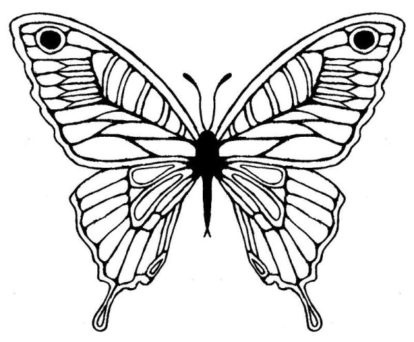 Крылья бабочки