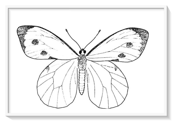 Бабочка Луговая желтушка раскраска