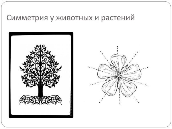Зеркальная симметрия у растений