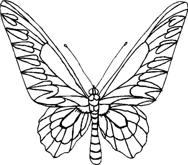 Симметрия раскраска