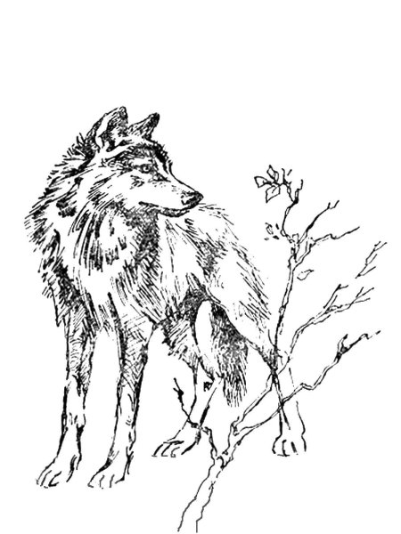 Раскраски диких Волков