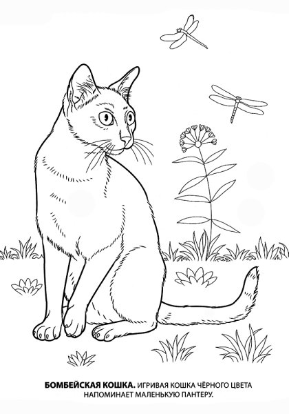 Раскраски котов и кошек