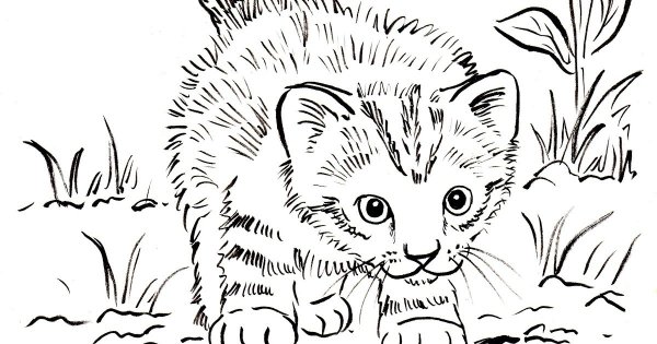 Пушистый котик раскраска