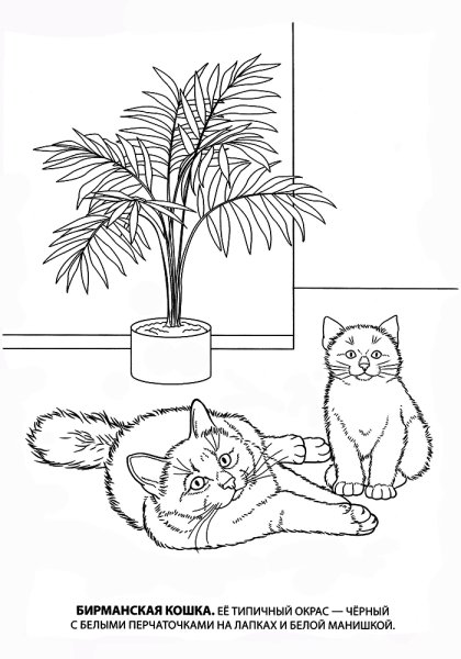 Котята раскраска живые