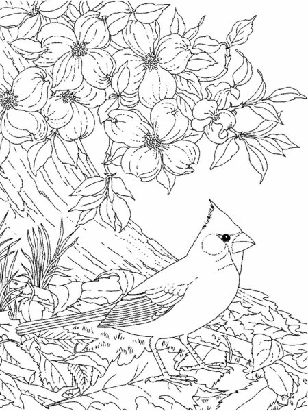 Птицы. Раскраска