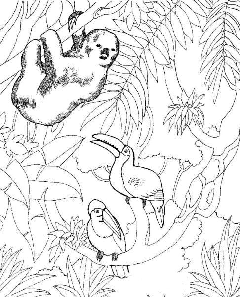Раскраски природы и животных