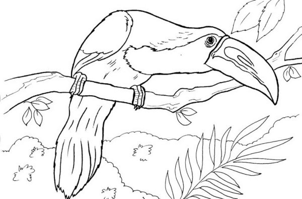 Раскраски животных и птиц