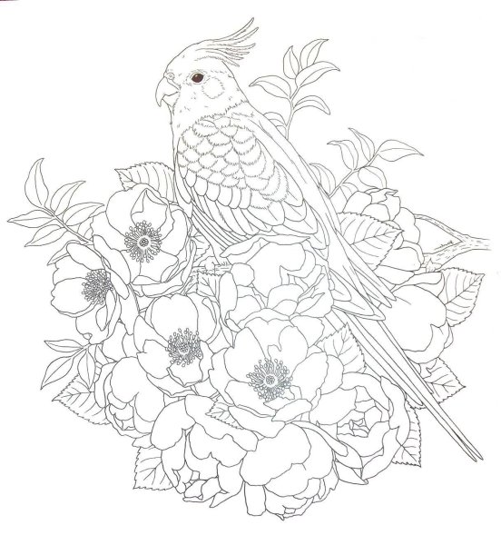 Раскраска птичка и цветы