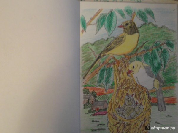 Творческий рай волшебство природы раскраска иллюстрации