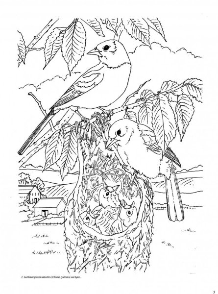 Птицы. Раскраска