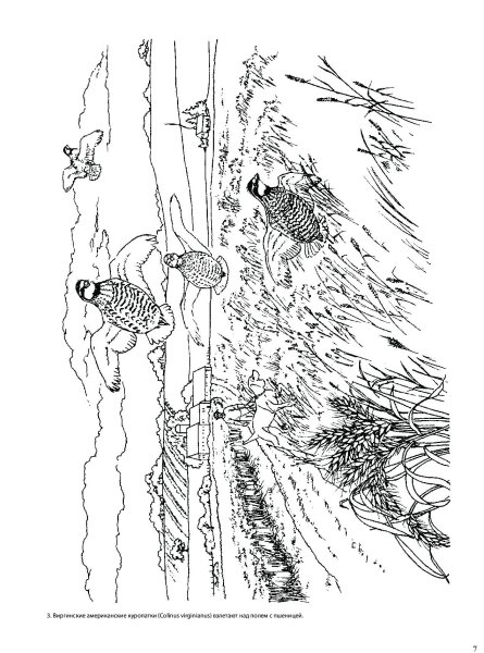 Раскраска магия природы