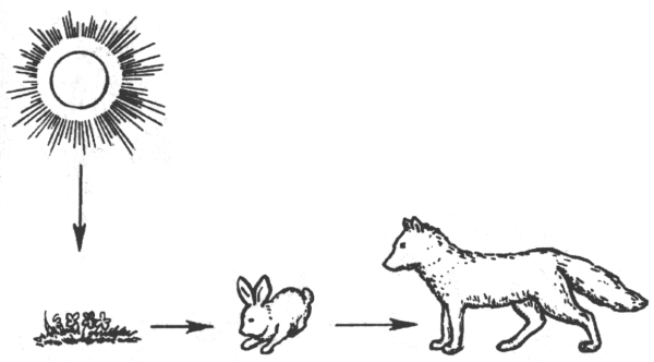 Цепи питания