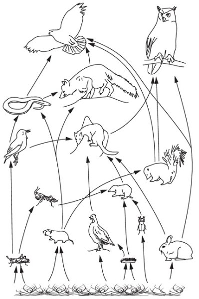 Наземная экосистема трофическая цепь