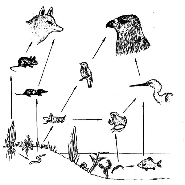 Цепь питания соболя