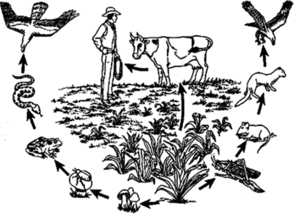 Пищевые цепив агрценозе