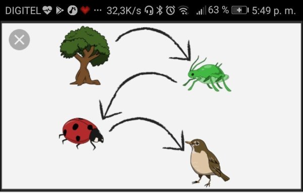 Пищевая цепочка с Божьей коровкой