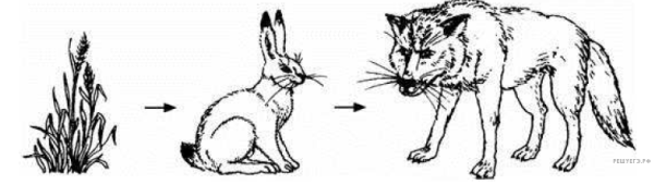 Цепь питания для лесного сообщества Крыма