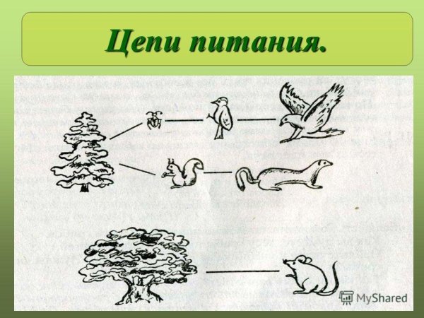 Схема цепей питания организмов