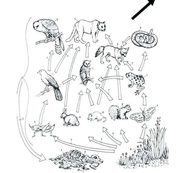 Пищевая цепочка раскраска