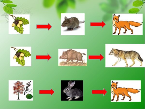 Пищевая цепочка животных