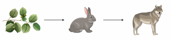 Пищевая цепочка осина заяц волк