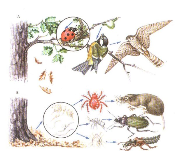 Цепочка питания птиц