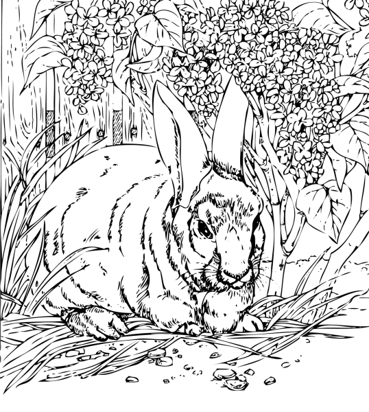 Кролик на природе раскраска