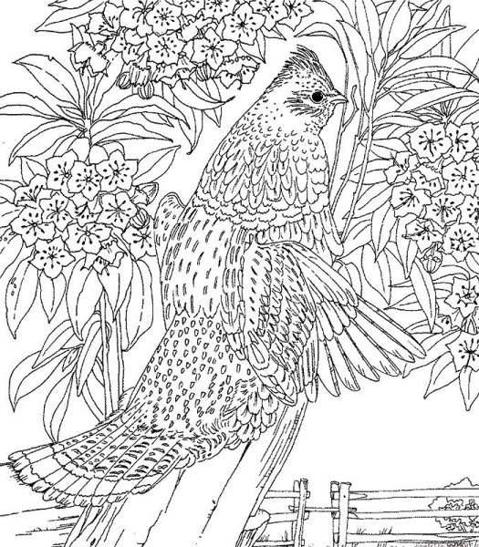 Раскраски антистресс птицы