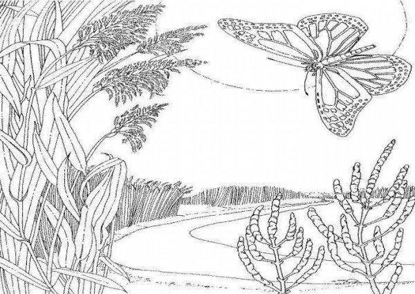 Красота растений раскраска