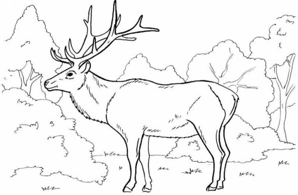 Олень раскраска