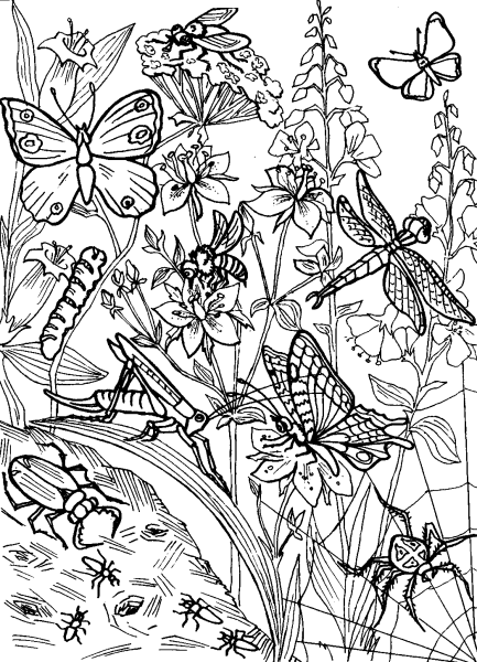 Насекомые. Раскраска