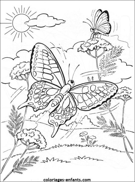 Бабочки на Поляне раскраска