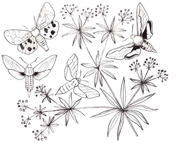 Зарисовки цветов, трав, насекомых