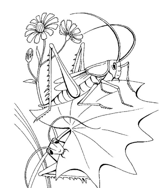 Раскраски насекомые для детей 4-5 лет