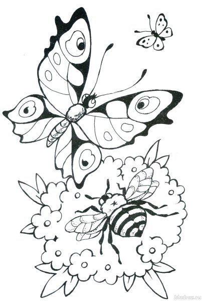 Раскраска летняя бабочки для детей