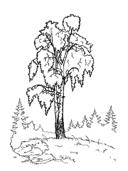 Береза раскраска для детей