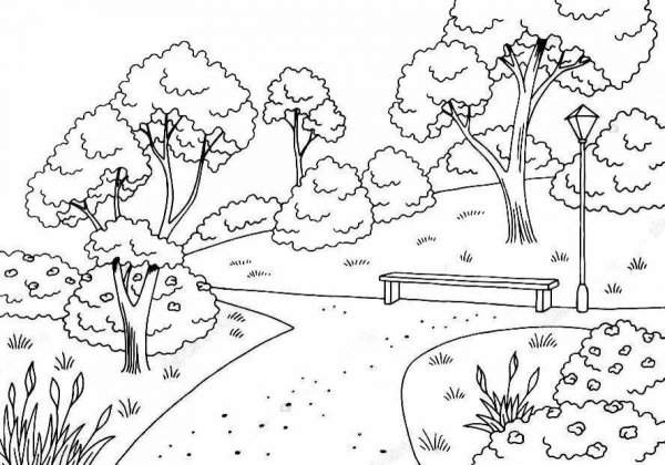 Раскраска парк с деревьями