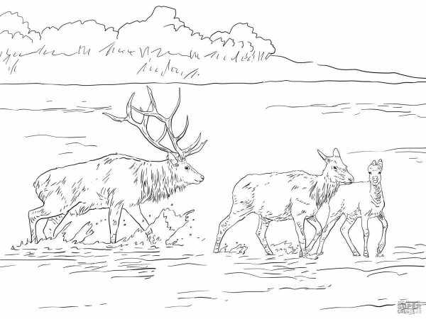 Тундра раскраска для детей