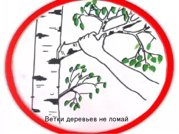 Знак не ломать ветки