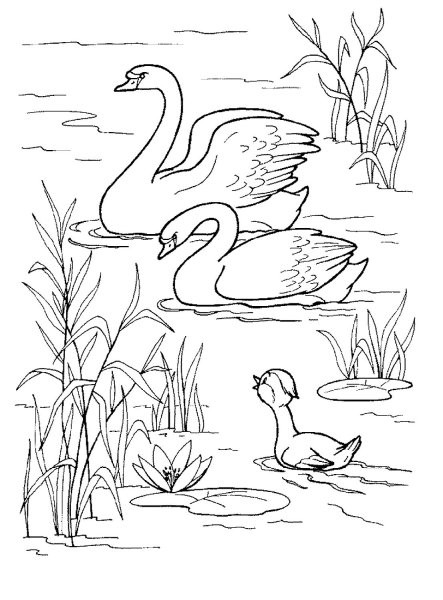 Гадкий утенок лебедь