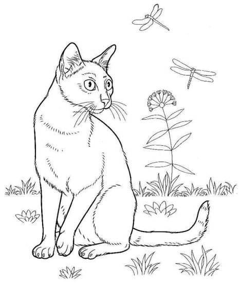 Раскраски котов и кошек