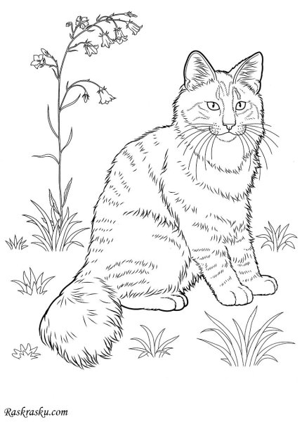 Раскраска. Котики