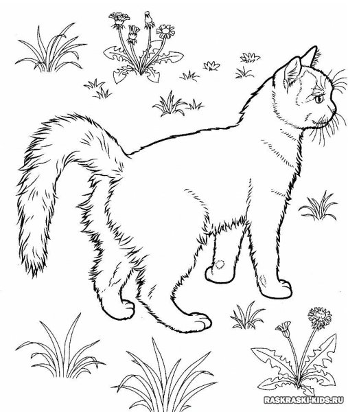 Кошка раскраска для детей