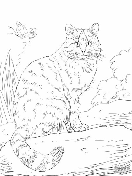 Кавказская Лесная кошка раскраска
