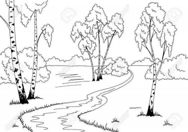 Раскраска природа береза