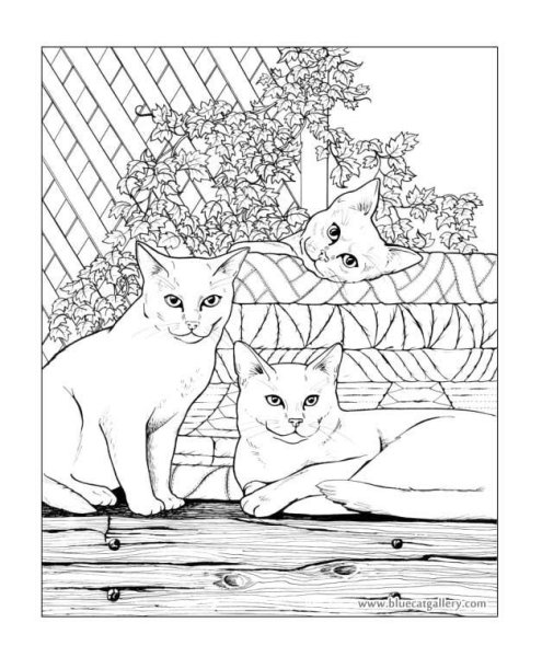 Раскраска Кошачья семья