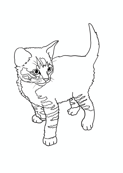 Раскраска. Котики