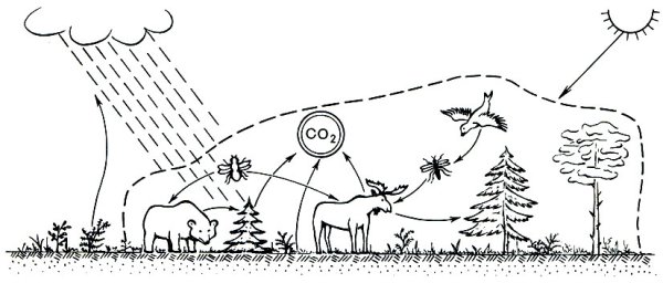 Взаимосвязи в природе в природе раскраски для детей